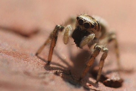 salticidae