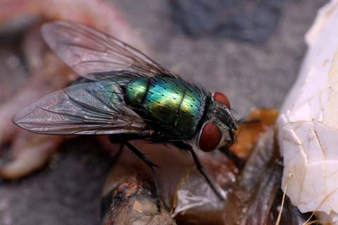 mouche