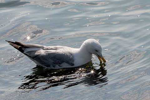 albatros sur l'eau