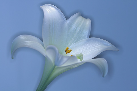 lys au flash macro