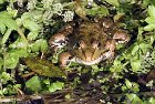 batraciens