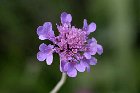 fleurs