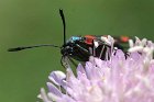 IMG_7387_1024